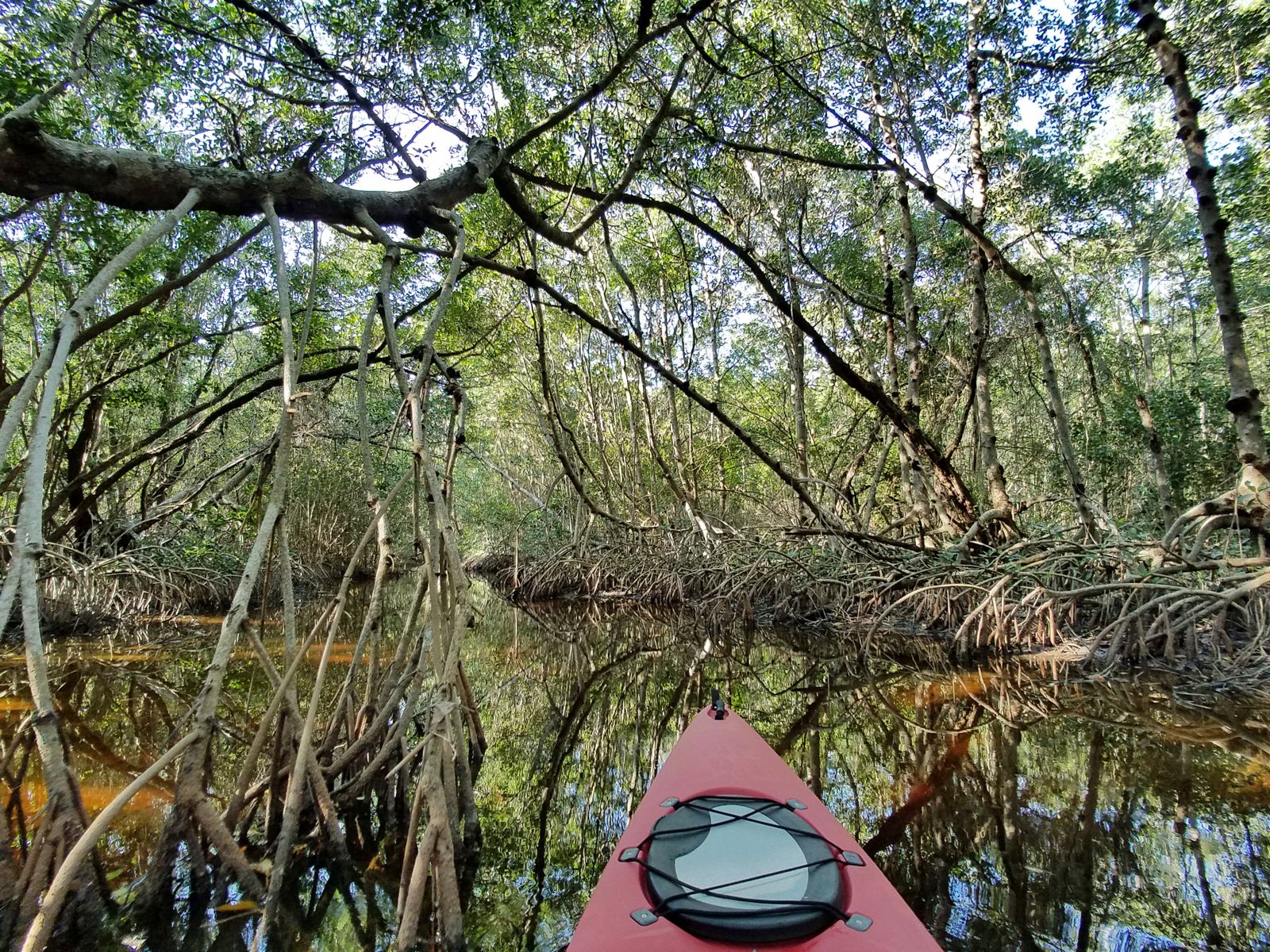 The bow of a red kayak in a narrow tunnel of mangrove branches